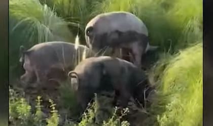 En los espacios verdes de Nordelta también se avistaron