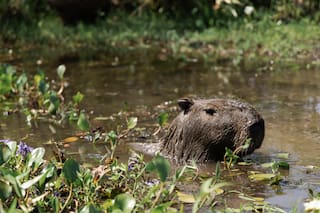 Otros casos donde un ecosistema alterado provocó el desequilibrio de una especie