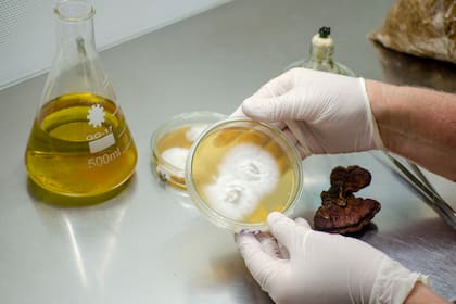 En los laboratorios de Fungipor se "cultivan" envases