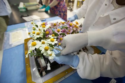 En los laboratorios de la NASA estudian cómo crear plantas que se adapten a nuevas formas de vida artificial