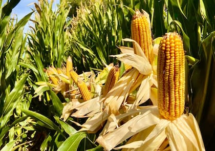 En los maíces tradicional la preocupación es por el riesgo a un posible vuelco o quebrado