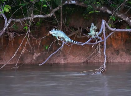 En los parques naturales conviven especies diversas cuyo avistaje atrae