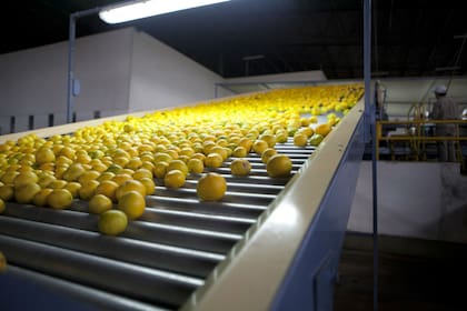 Los limones y naranjas argentinos de esta temporada no podrán ingresar a Europa