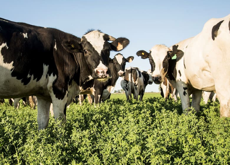 Las tecnologías que están revolucionando la producción de leche en Argentina