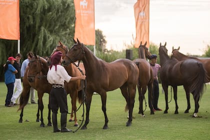 En los próximos días Magrini tendrá su 12º Remate de Domadores en General Rodríguez, provincia de Buenos Aires