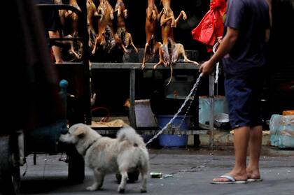 En los puestos de los carniceros, decenas de animales muertos de piel amarillenta se amontonan con los colmillos apretados como en un último rictus.