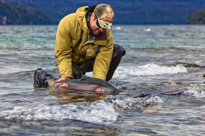 En los ríos de la Patagonia la pesca es con devolución obligatoria.