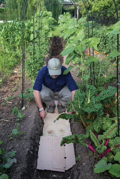 En los surcos de la huerta orgánica, el mulch de cartón cubierto con hojas secas ayuda a evitar la aparición de yuyos, el impacto directo de las gotas de lluvia y la evaporación del suelo