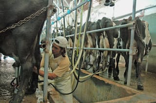 La señal de alarma detrás del boom productivo de la lechería