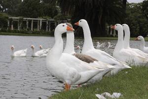 Desalojan a los gansos de los lagos de Palermo y los mudan a otras zonas