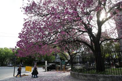 En los últimos 10 años, la cantidad de lapachos rosados, una de las especies autóctonas del noreste del país que fueron trasladadas a la Capital Federal para disipar el cemento, se ha duplicado