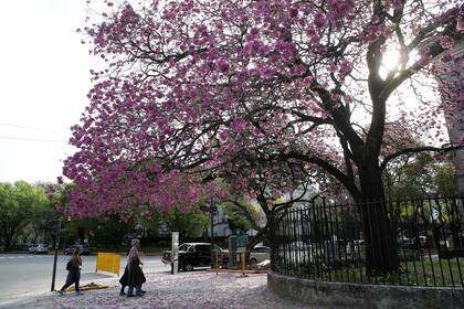 En los últimos 10 años, la cantidad de lapachos rosados, una de las especies autóctonas del noreste del país que fueron trasladadas a la Capital Federal para disipar el cemento, se ha duplicado 