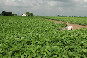 Agricultura periurbana y ordenamiento territorial, ejes de un proyecto