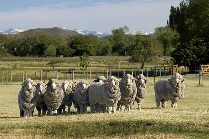 En los últimos años el grupo italiano fue consolidando su presencia en el negocio ovino, que hoy incluye un proceso de integración vertical, que va desde la cría de 250.000 cabezas, hasta la producción de más de 880.000 kilos de lana, lo que lo convierte en el mayor productor del país.