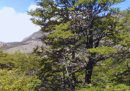 En los últimos años, el uso del ñire se ha extendido a la gastronomía, con aplicaciones en infusiones, macerados, y productos de repostería, destacándose su capacidad antioxidante superior a la del té verde y la yerba mate.