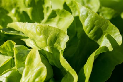 En los últimos días el precio de la lechuga volvió a aumentar