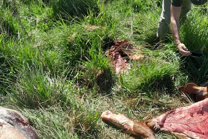 En los últimos dos meses, solo un productor perdió seis animales; en lo que va del año, ya son catorce