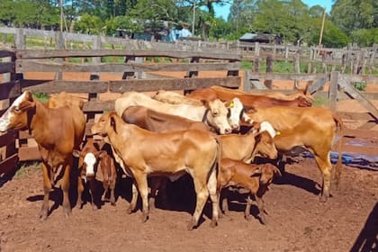 “Total impunidad”: Corrientes endurece la lucha contra el abigeato tras una ola de robos de hacienda