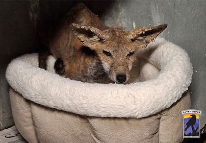 "En los zorros, las lesiones de sarna se presentan como costras alrededor de los ojos, orejas, labios y extremidad de las patas", explica la Dra. Patricia Paredes de Natural Life.