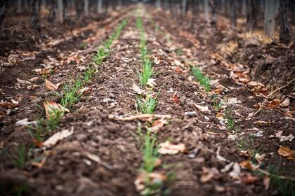 En lugar de desmalezar, como se acostumbra en la agricultura tradicional, aquí se aprovechan las hierbas y pastizales para distraer y alejar a las plagas de la vid.