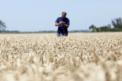 El cereal ocupará 7 millones de hectáreas