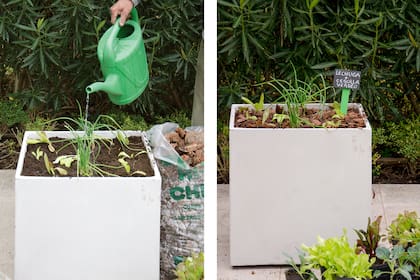 En maceta o en tierra, la cebolla de verdeo es una excelente opción para sumar a tu huerta.