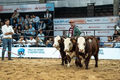 En machos de lote, el premio Gran Campeón Conjunto fue para el Corral 19 de cabaña Santa Irene, que también se quedó con el premio Campeón Individual de Conjunto, con el RP E567