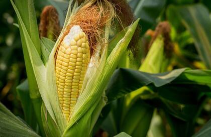 En maíz, los cálculos arrojan una mejora en los márgenes de más de US$200 por hectárea cuando los rindes pasan de 100 a 120 quintales por hectárea (la tendencia es la misma tanto en campo propio como en alquilado)