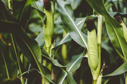 En maíz, los rindes logrados están en un 50-55% del potencial, y la nutrición deficiente es una de las principales causas