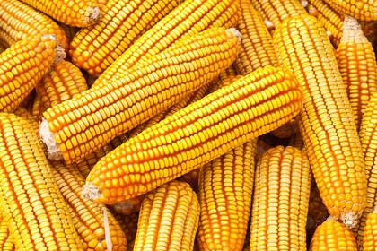 En maíz se encontraron las mayores irregularidades