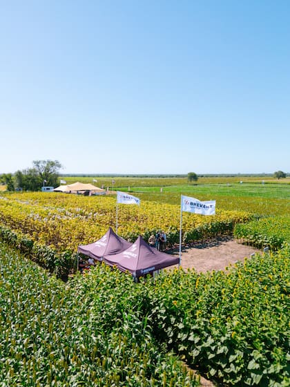 En maíz se lanzó BRV 8181 PWU y BRV que se posiciona para la zona norte y en girasol BRV L 210 CP y BRV H 280 CL