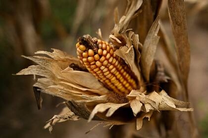 En maíz tardío, el calor descontó 17 qq/ha y las pérdidas trepan al 50% en campo alquilado