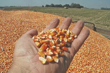 El maíz vería comprometida su producción en zonas alejadas de los puertos