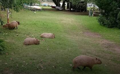 En manada o sueltos, estos roedores dieron largos paseos y durmieron siestas al costado de la laguna.