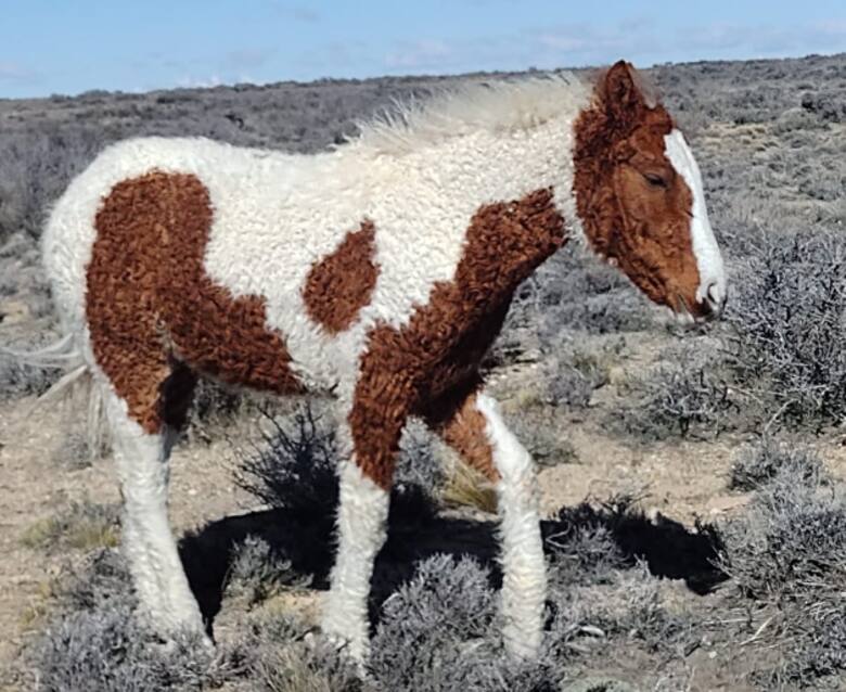 Es paciente y amable: el extraño caballo con rulos que llegó por primera vez a la Rural