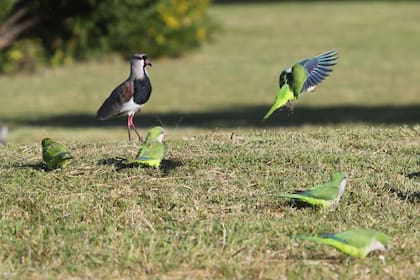 En Mar del Plata ante la fata de movimiento en las calles un tero y varias cotorras se animan a bajar a tierra para alimentarse