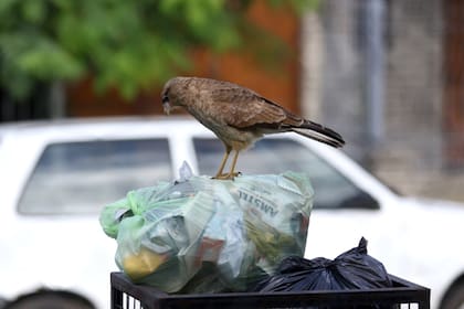 En Mar del Plata ante la fata de movimiento en las calles un chimango busca comida en una bolsa de basura