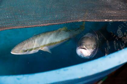 En Mar del Plata está el primer criadero de pez limón