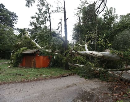 En Mar del Plata se cayeron más de 80 árboles por los fuertes vientos