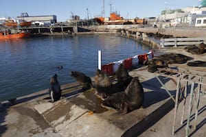 Diez claves para entender el brote de gripe aviar entre los lobos marinos en la Argentina