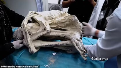 En María estaba cubierta de un material polvoriento llamado tierra de diatomeas. Foto: Gaia.com