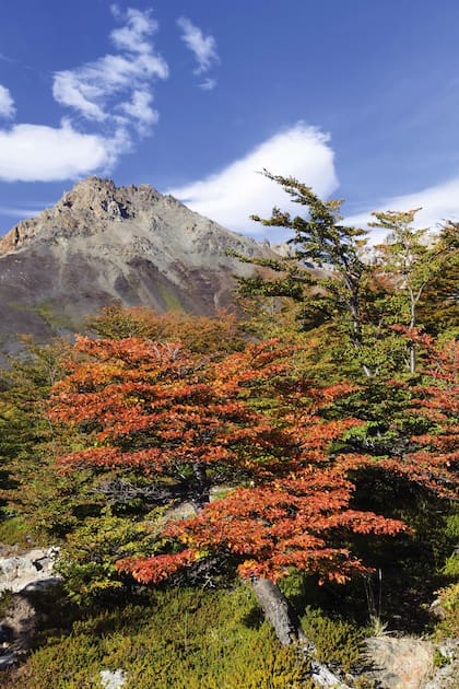 En marzo, las lengas se van pintando de rojo y hay menos gente: un buen mes para caminar.