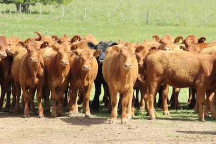 En materia reproductiva, el indicador ternero/vaca viene creciendo desde 2008 a razón de 0,6% anual promedio; el último dato mostró casi un punto porcentual de mejora interanual