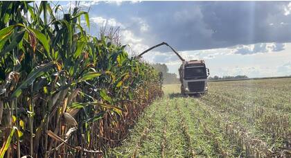 En Mato Grosso, los productores realizan un doble cultivo, picando el maíz que fue sembrado pos soja