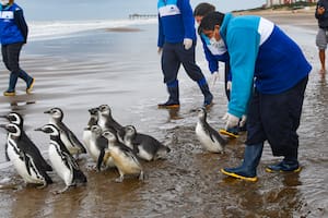 En mayo, 11 pingüinos magallánicos pudieron regresar a su hábitat, luego de pasar varios meses en tratamiento para recuperarse de sus heridas