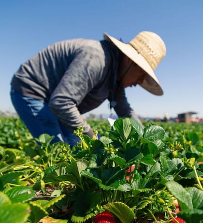 En medio de crecientes intentos de redadas migratorias, Ventura refuerza sus alertas para proteger a sus comunidades agrícolas