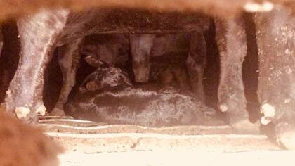 En medio de la bosta y del terror de las de su especie; esa fue la forma en que Save llegó al mundo