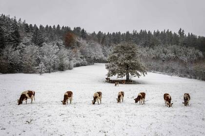 En medio de una gran capa de nieve, varias vacas intentan pastar en un campo cerca de Gimel, Suiza