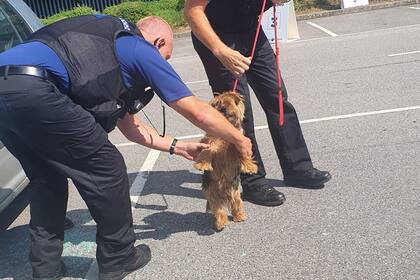 Después de 45 minutos, la mascota aún continuaba atrapada dentro del vehículo, por lo que un hombre decidió tomar un hacha y romper la ventanilla