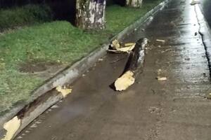 En medio del temporal en Córdoba: una rama se desprendió de un árbol y mató a un hombre